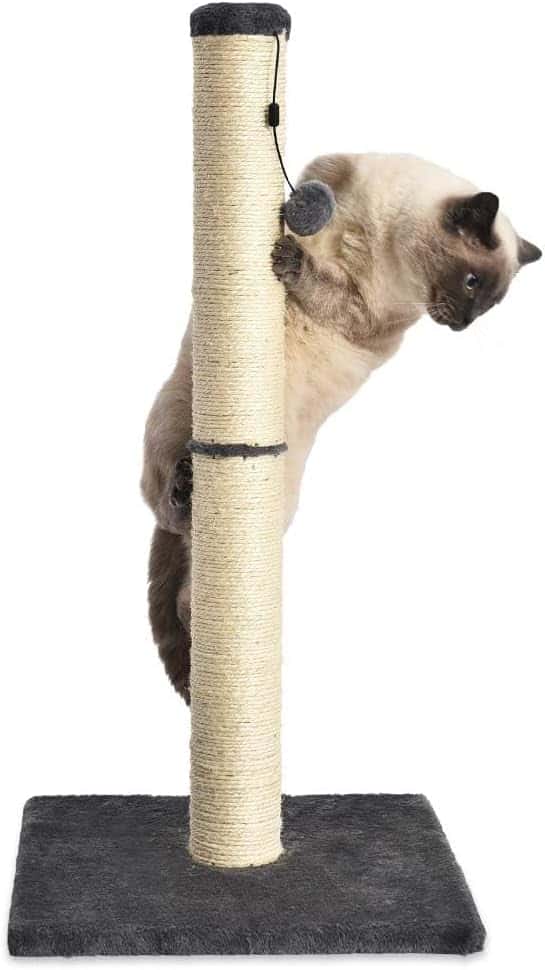 Amazon Basics Cat Scratcher - Indoor Classic Single Cat Scratching Post