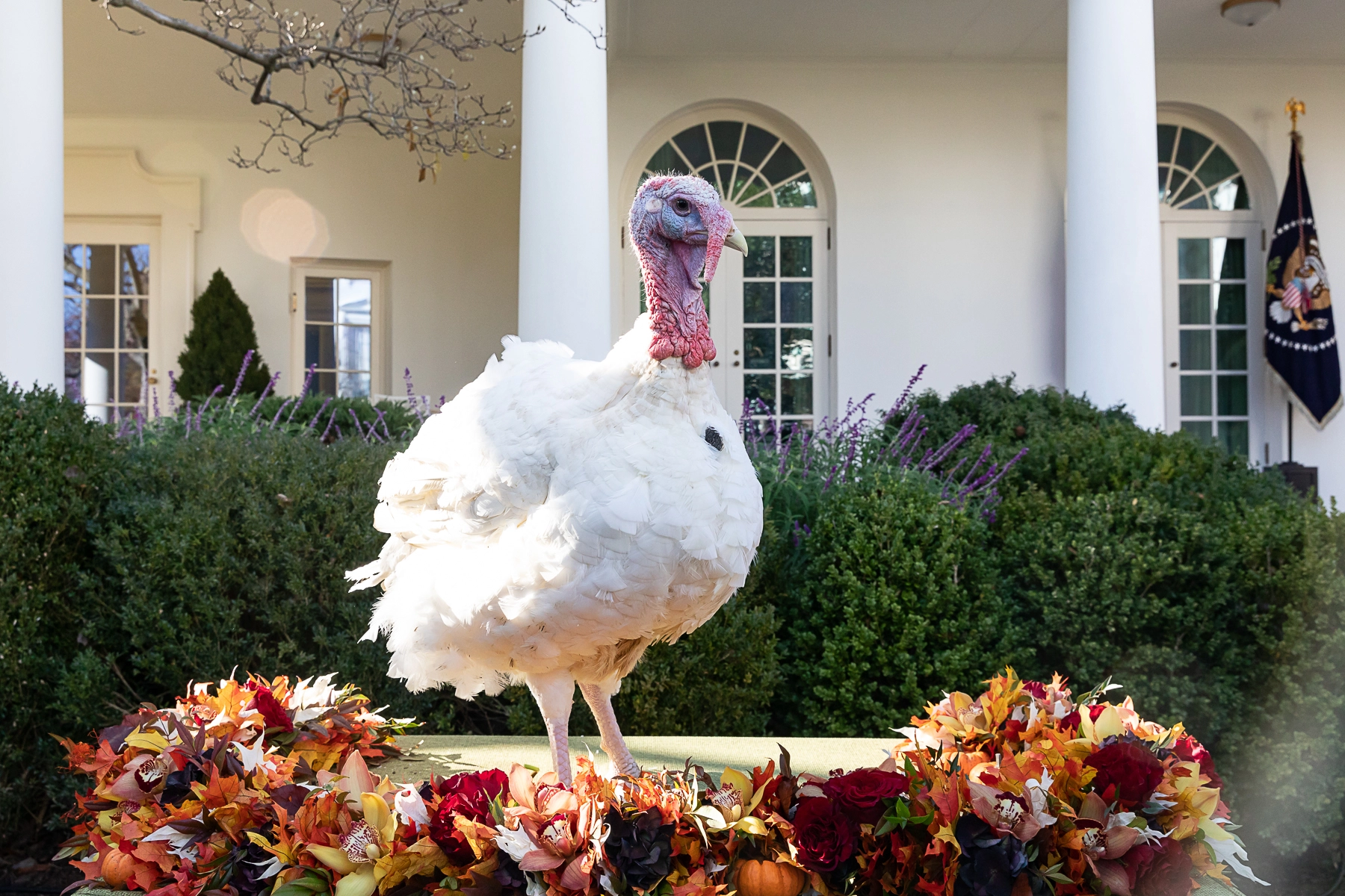The Texan Turkey That Saved Thanksgiving